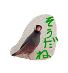 使える文鳥3（個別スタンプ：5）