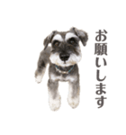 シュナウザーロワくん 5（個別スタンプ：4）