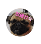 ぶさかわ梅子（個別スタンプ：1）