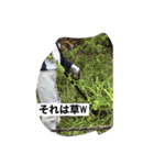 髪があるうちにスタンプにしとくスタンプ③（個別スタンプ：17）
