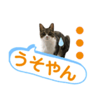 ごえもん日和 7（個別スタンプ：1）