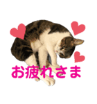 ごえもん日和 7（個別スタンプ：3）