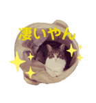 ごえもん日和 7（個別スタンプ：4）