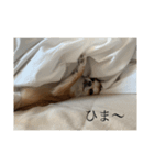 うちのちゃろちゃん（個別スタンプ：4）