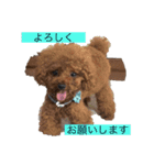 プードル だーい好き 3（個別スタンプ：11）