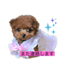 プードル だーい好き 3（個別スタンプ：19）