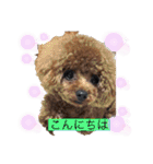 プードル だーい好き 3（個別スタンプ：20）