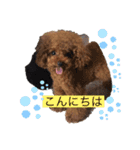 プードル だーい好き 3（個別スタンプ：22）