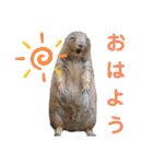 動物まみれ（個別スタンプ：1）