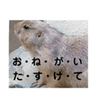 動物まみれ（個別スタンプ：12）