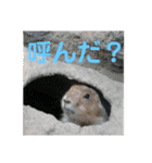 動物まみれ（個別スタンプ：13）