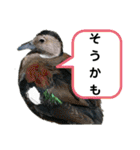 動物まみれ（個別スタンプ：26）