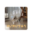ちびちゃい（個別スタンプ：5）