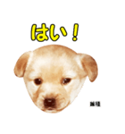 時短犬1 雑種（個別スタンプ：3）