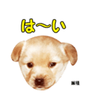 時短犬1 雑種（個別スタンプ：4）