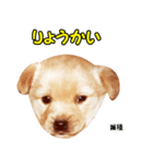 時短犬1 雑種（個別スタンプ：5）