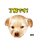 時短犬1 雑種（個別スタンプ：6）