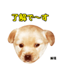 時短犬1 雑種（個別スタンプ：7）