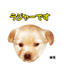 時短犬1 雑種（個別スタンプ：8）