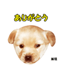 時短犬1 雑種（個別スタンプ：9）