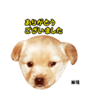 時短犬1 雑種（個別スタンプ：10）