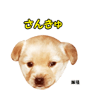 時短犬1 雑種（個別スタンプ：11）