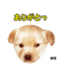 時短犬1 雑種（個別スタンプ：12）