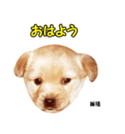 時短犬1 雑種（個別スタンプ：13）