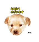 時短犬1 雑種（個別スタンプ：14）