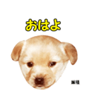 時短犬1 雑種（個別スタンプ：15）