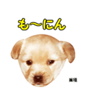 時短犬1 雑種（個別スタンプ：16）