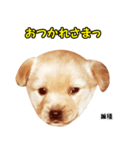 時短犬1 雑種（個別スタンプ：17）