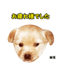 時短犬1 雑種（個別スタンプ：18）