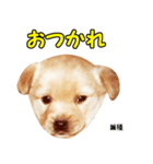 時短犬1 雑種（個別スタンプ：19）