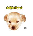 時短犬1 雑種（個別スタンプ：20）