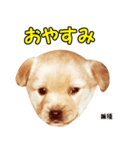 時短犬1 雑種（個別スタンプ：21）