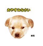 時短犬1 雑種（個別スタンプ：22）