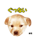 時短犬1 雑種（個別スタンプ：23）