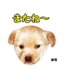 時短犬1 雑種（個別スタンプ：24）