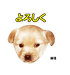 時短犬1 雑種（個別スタンプ：25）