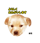 時短犬1 雑種（個別スタンプ：26）