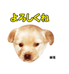 時短犬1 雑種（個別スタンプ：27）