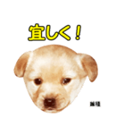 時短犬1 雑種（個別スタンプ：28）