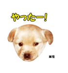 時短犬1 雑種（個別スタンプ：29）