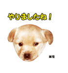 時短犬1 雑種（個別スタンプ：30）