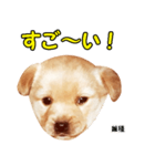 時短犬1 雑種（個別スタンプ：31）