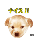 時短犬1 雑種（個別スタンプ：32）