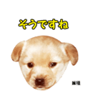 時短犬1 雑種（個別スタンプ：34）