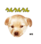 時短犬1 雑種（個別スタンプ：36）