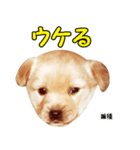 時短犬1 雑種（個別スタンプ：37）